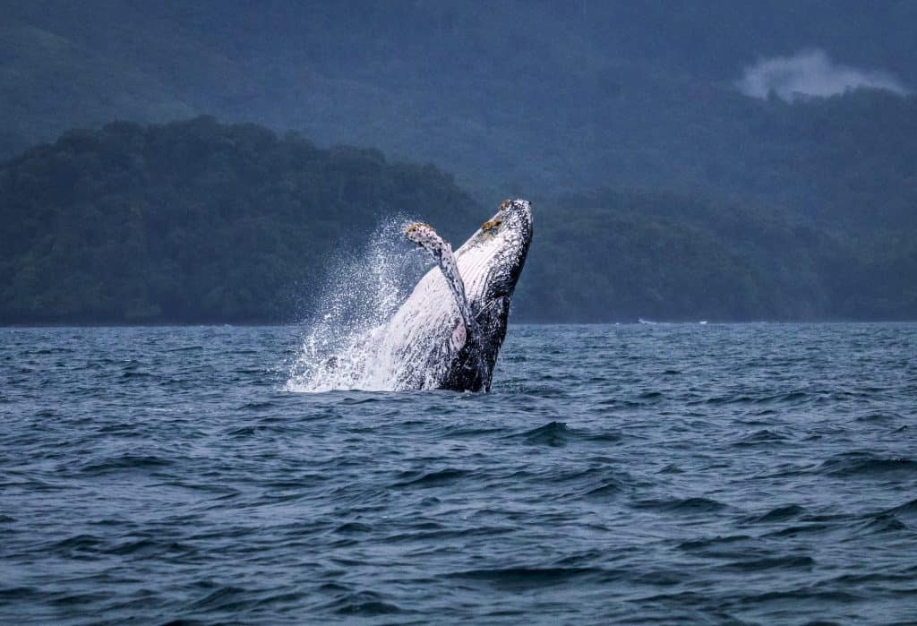 Humpback Whales - The Oceans Travellers