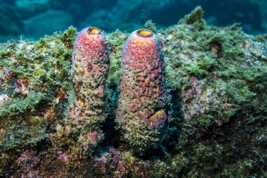 Coiba Coral Reefs - Diving