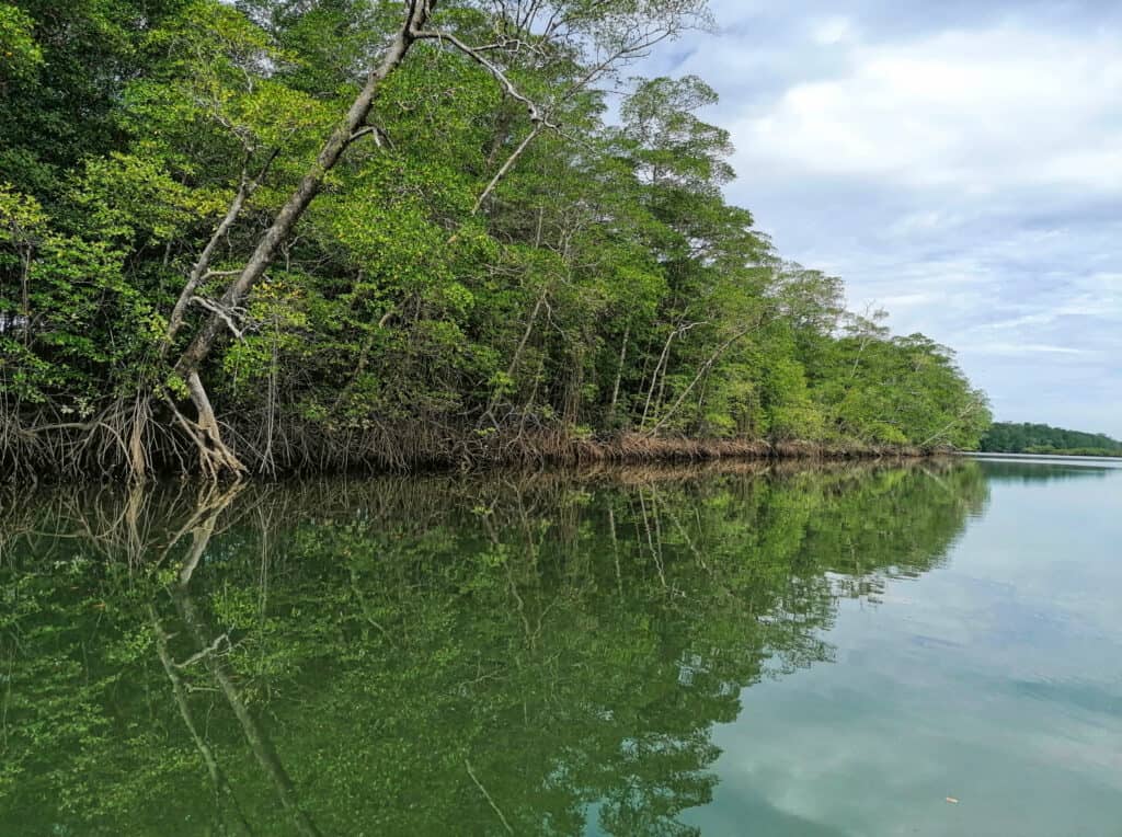 Mangrove in Panama, Gulf of Montijo