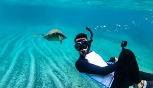 Sea Turtles in Granito de Oro - Panama