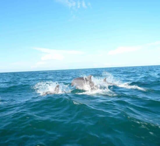 Panama Dolphin Wathing