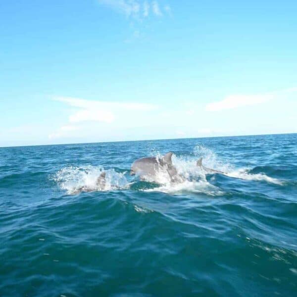 Panama Dolphin Wathing
