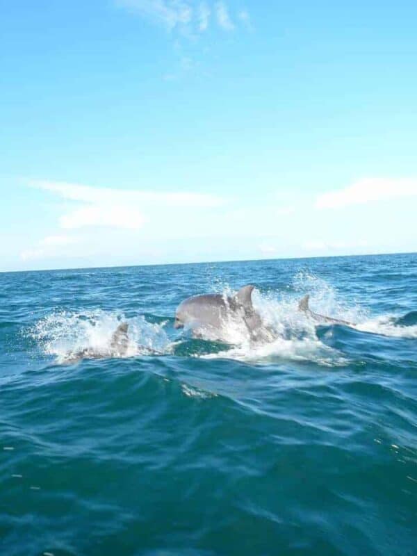 Panama Dolphin Wathing