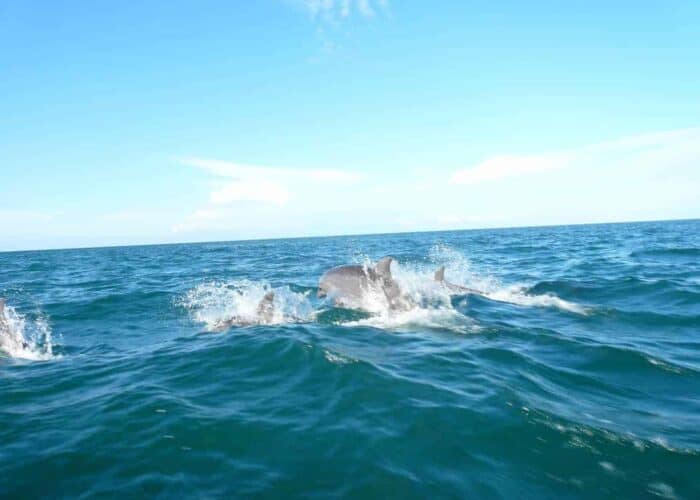 Panama Dolphin Wathing