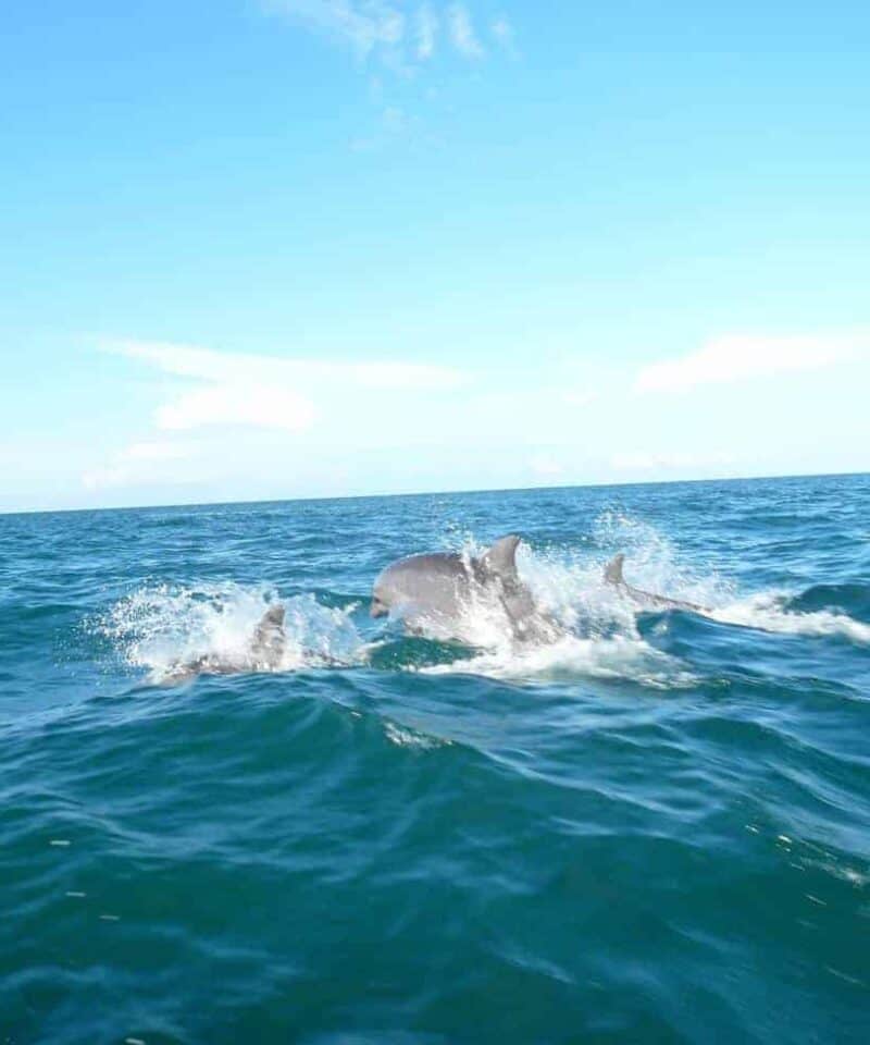 Panama Dolphin Wathing