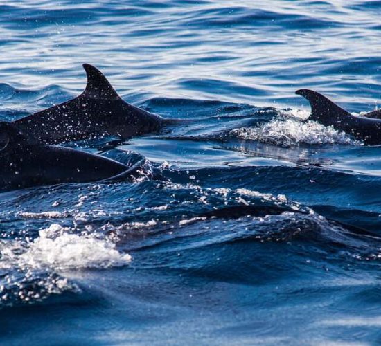 Dolphin Watching in Panama
