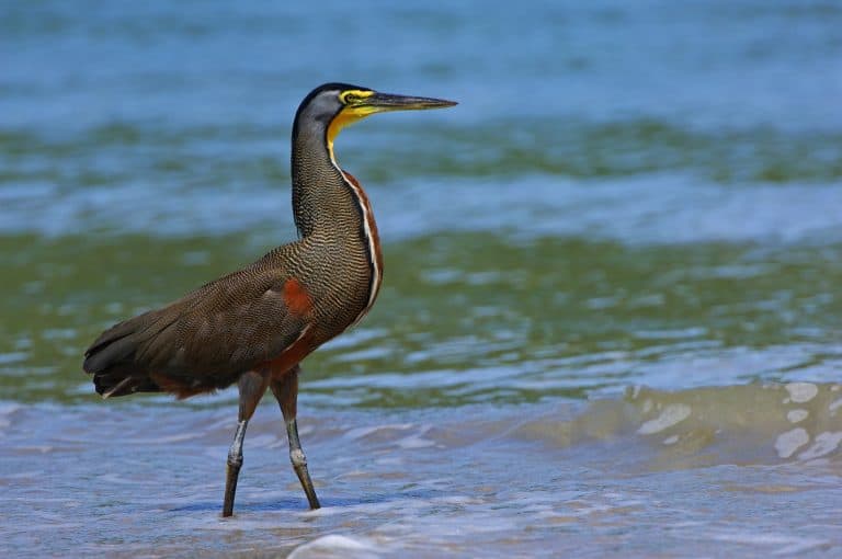 Garza tigre en el manglar del Golfo de Montijo