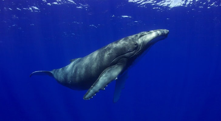 Panama Whale Watching