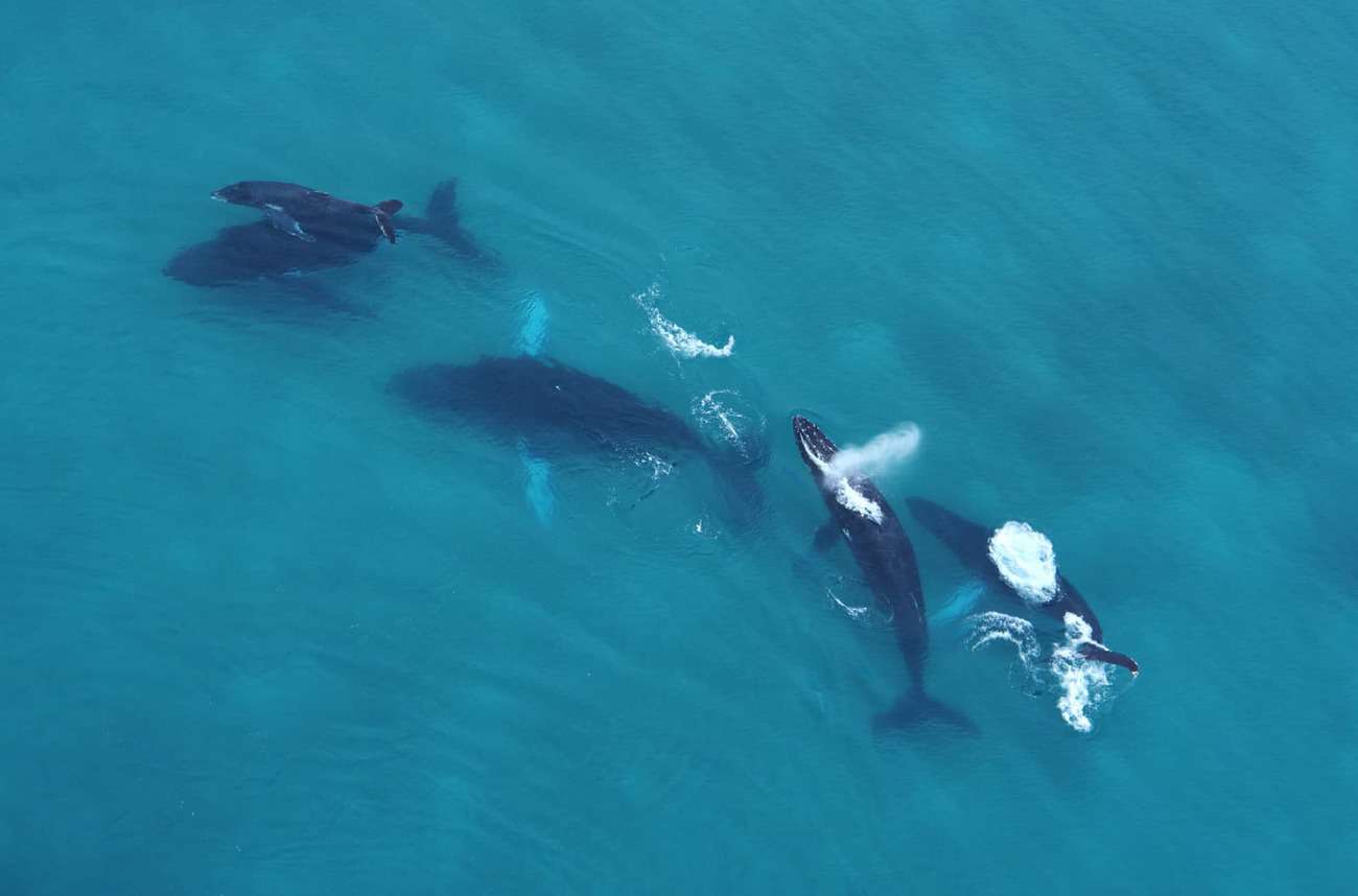 Humpback Whales Travel to Panama