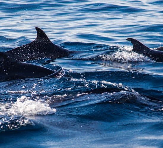 Avistamiento de delfines en Panamá. Los delfines pueden apreciarse nadando en libertad en las costas panameñas, gracias a que están protegidos por ley.