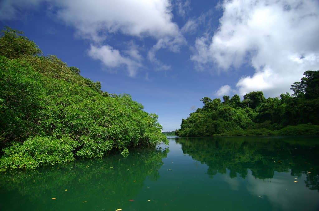 Green mangrove forest lining a calm channel on the Pacific coast of Panama
