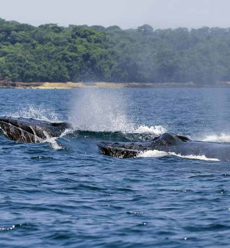 Panama Whale Watching, Coiba National Park