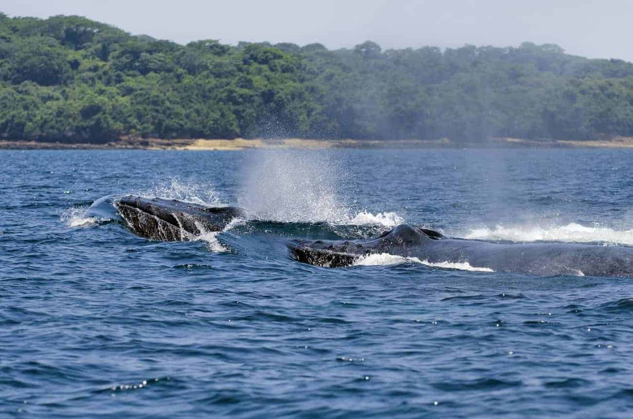 Avistamiento Responsable de Cetáceos en Panamá