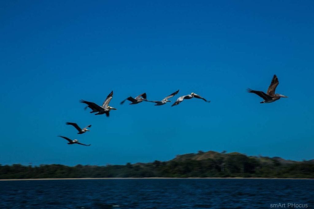 Brown pelicans flying over the Gulf of Montijo, Panama