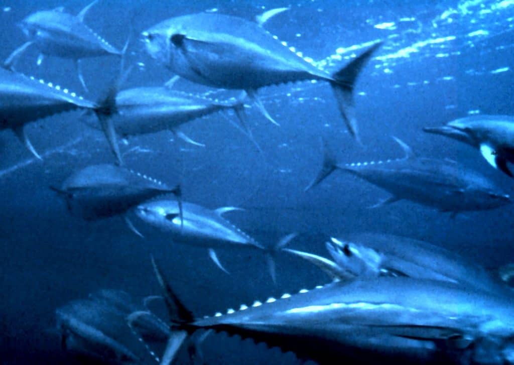 Atún aleta amarilla pescado con jig en Coiba, Panamá