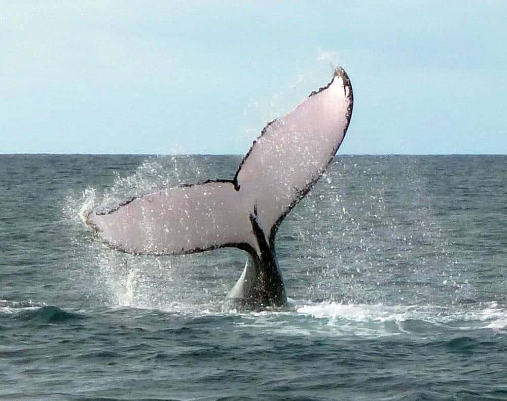 Avistamiento de Ballenas en Panamá
