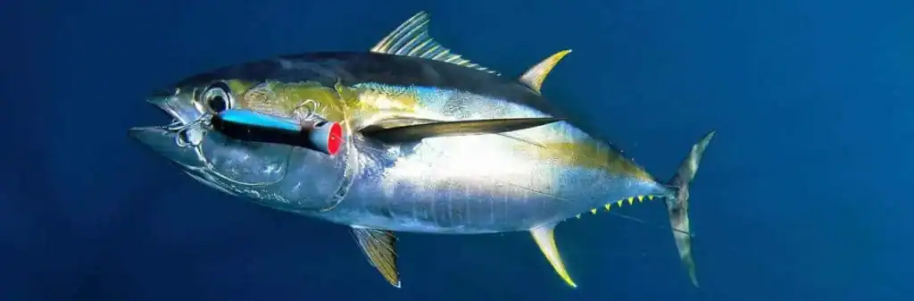 Pesca de peces grandes en Hannibal Bank, Panamá