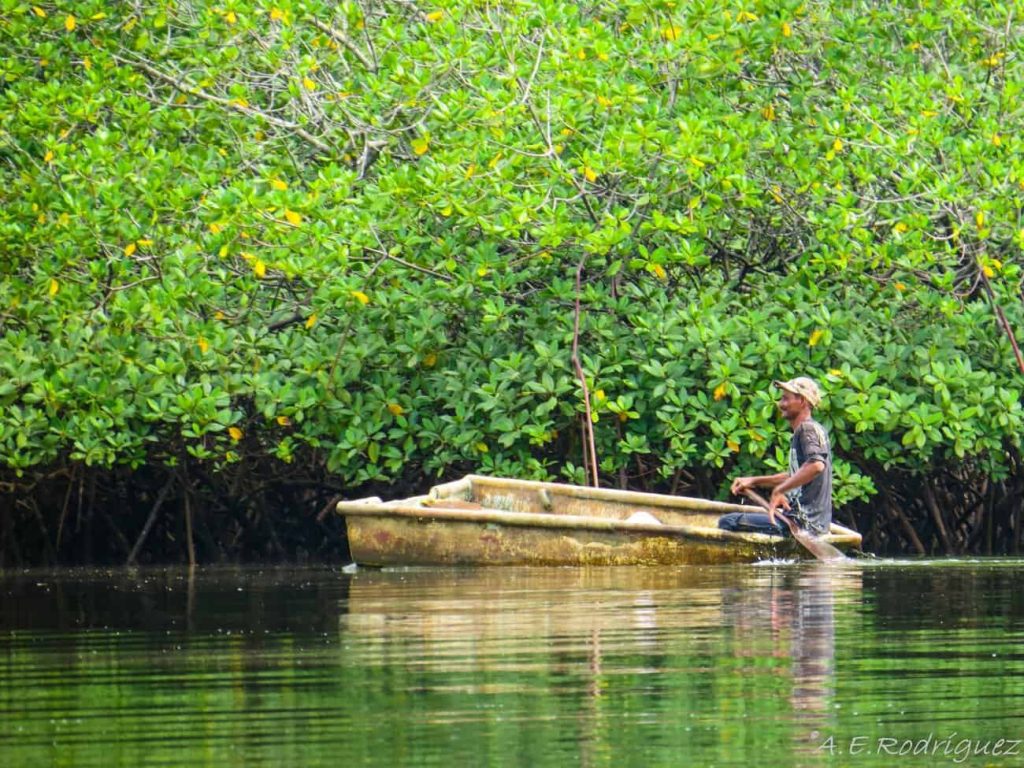 Local fisherman in a small boat next to the mangroves of the Gulf of Montijo