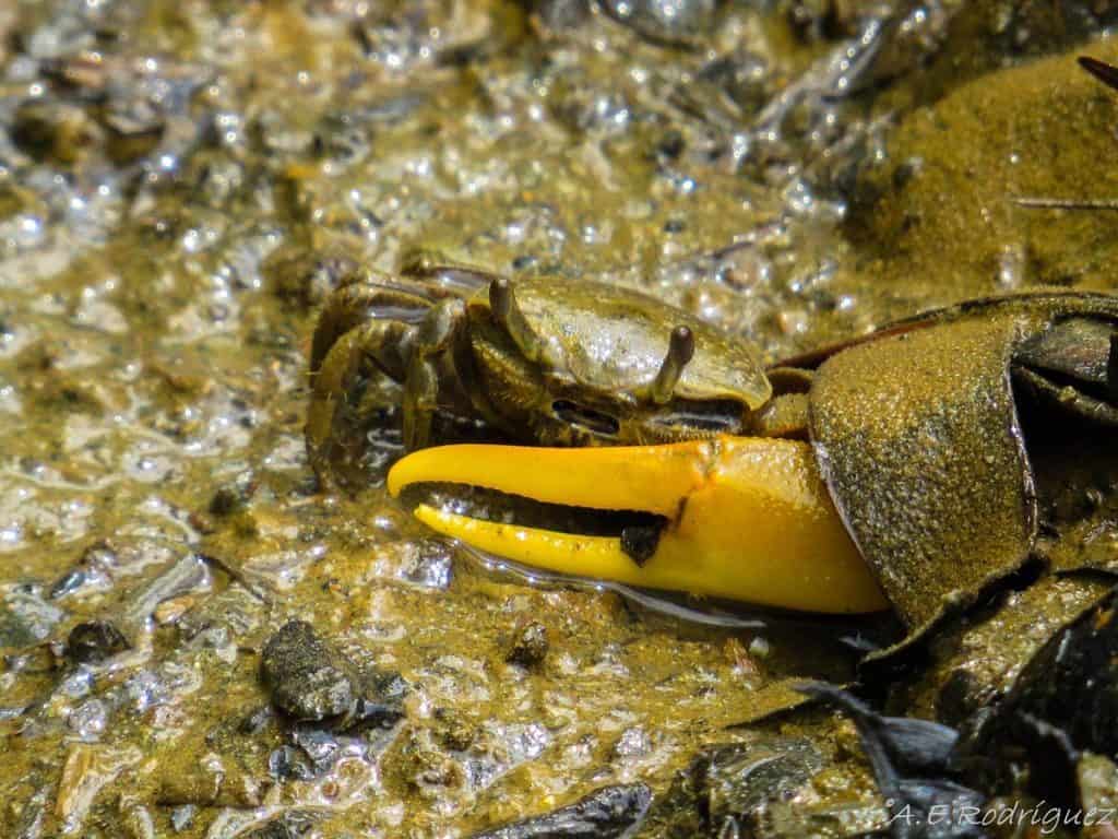 Fiddler crab with its giant claw on the mangrove mud in Panama
