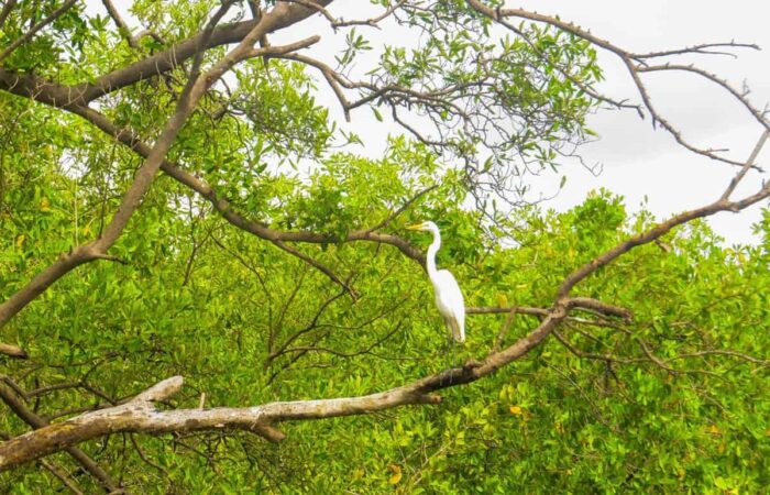 Migratory Birds in the Gulf of Montijo Photo: Abel Rodriguez