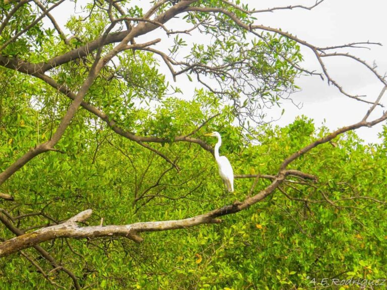 Migratory Birds in the Gulf of Montijo Photo: Abel Rodriguez