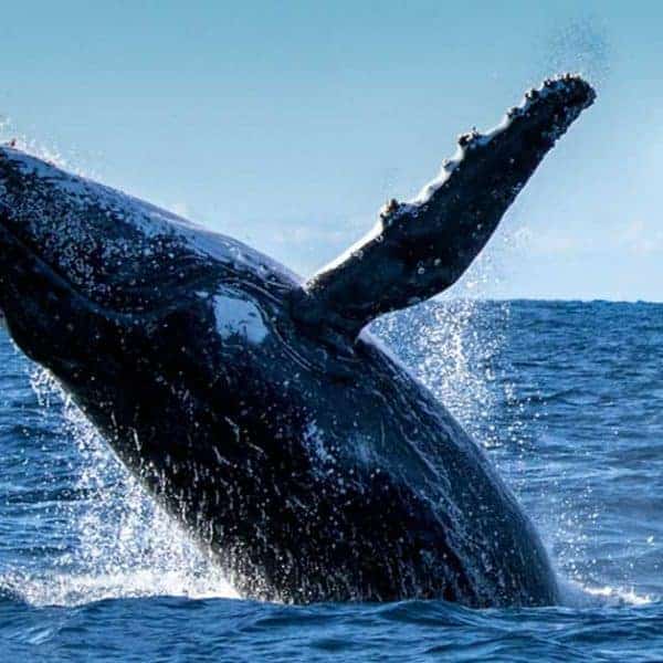 Balle Jorabada Pedasi