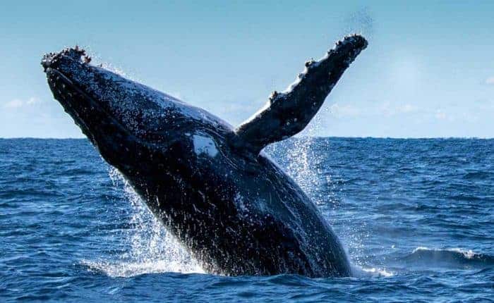 Balle Jorabada Pedasi