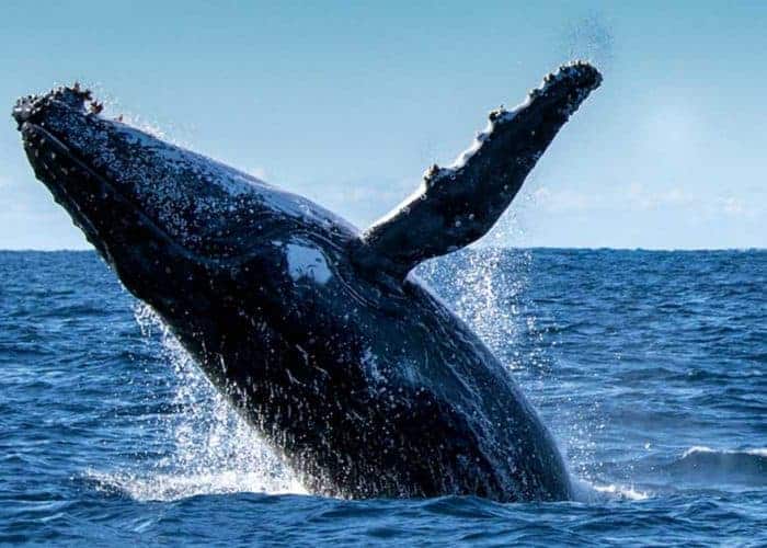 Balle Jorabada Pedasi