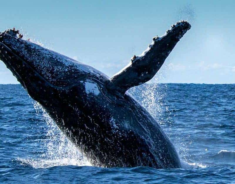 Balle Jorabada Pedasi