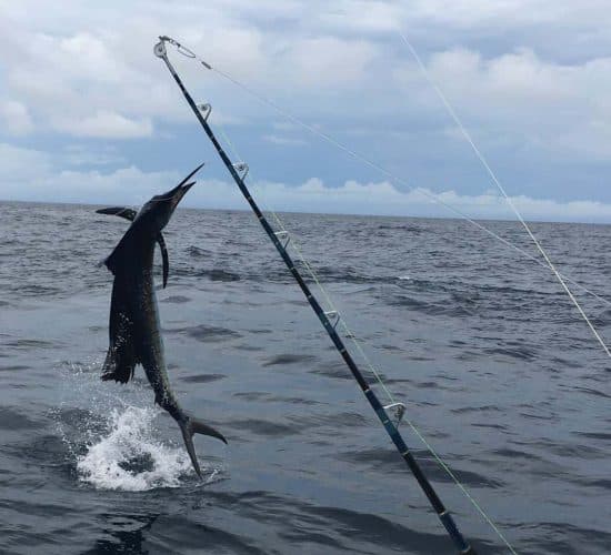 Big Game Fishing in Panama
