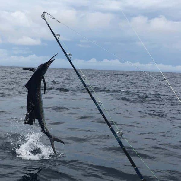 Big Game Fishing in Panama