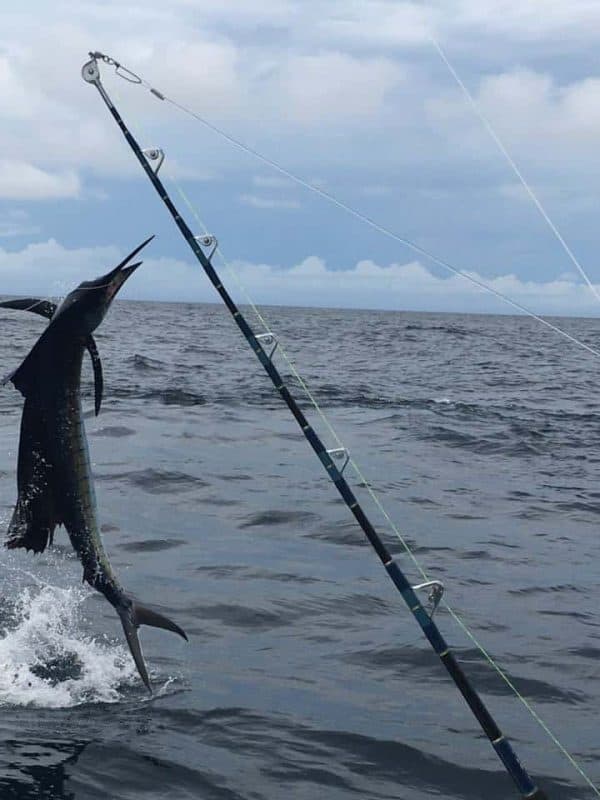 Big Game Fishing in Panama