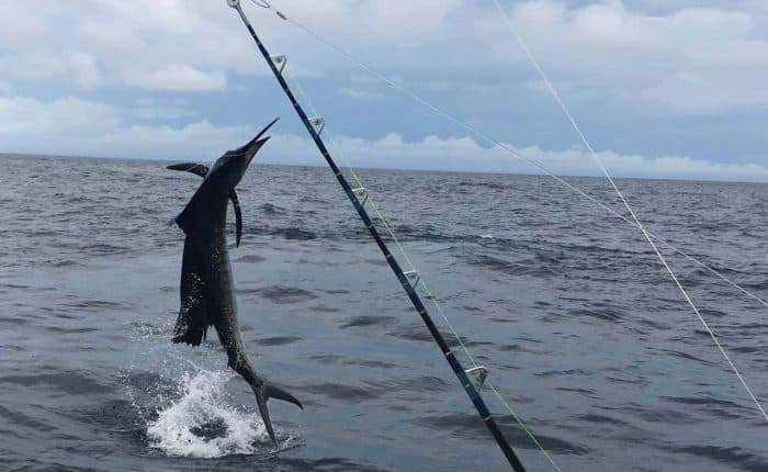 Big Game Fishing in Panama