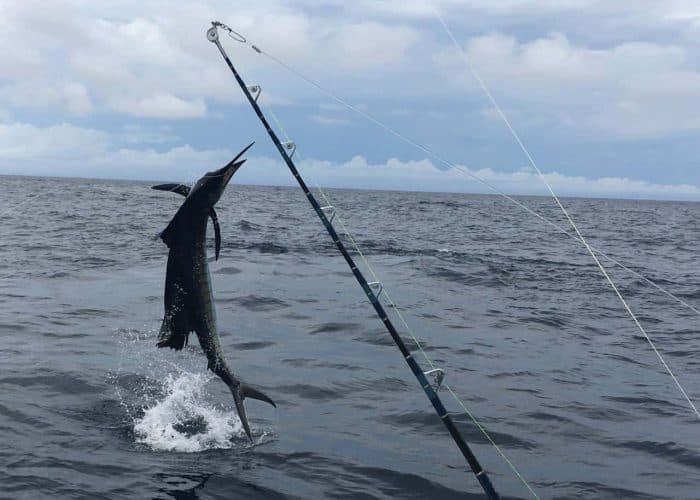 Big Game Fishing in Panama
