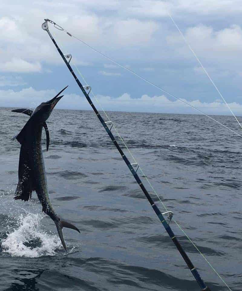 Big Game Fishing in Panama