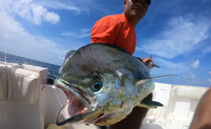 Fishing Mahi Mahi Panama - Pedasi Paradise