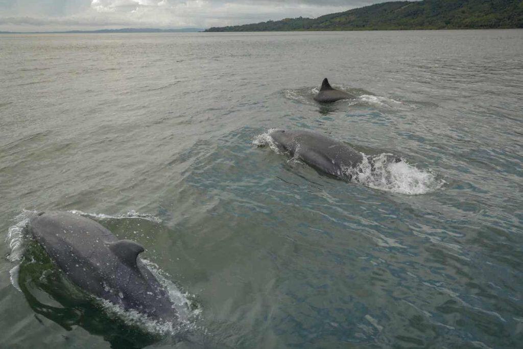 Delfín nariz de botella saliendo a respirar en el Golfo de Montijo, Panamá