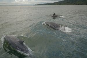 Dolphin in Gulf of Montijo - Panama