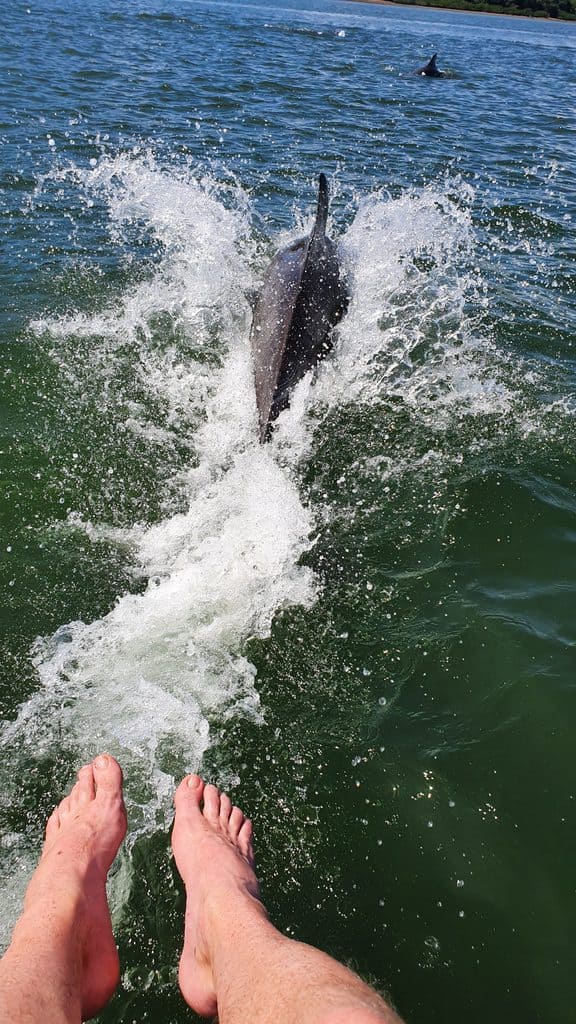 Gulf of Montijo Dolphin Watching