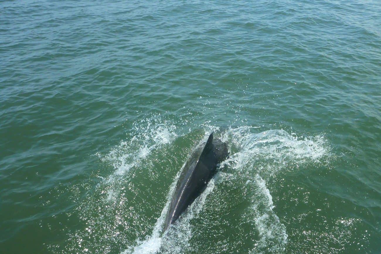 Whale Watching in Cebaco