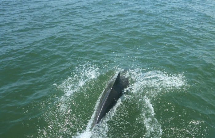 Whale Watching in Cebaco