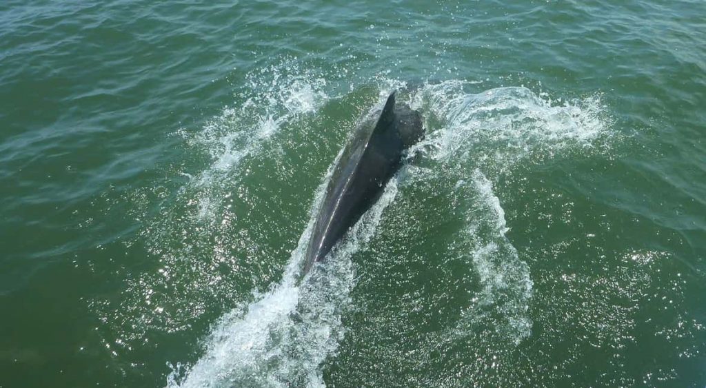 Whale Watching in Cebaco