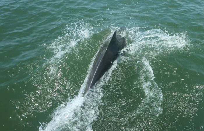 Whale Watching in Cebaco