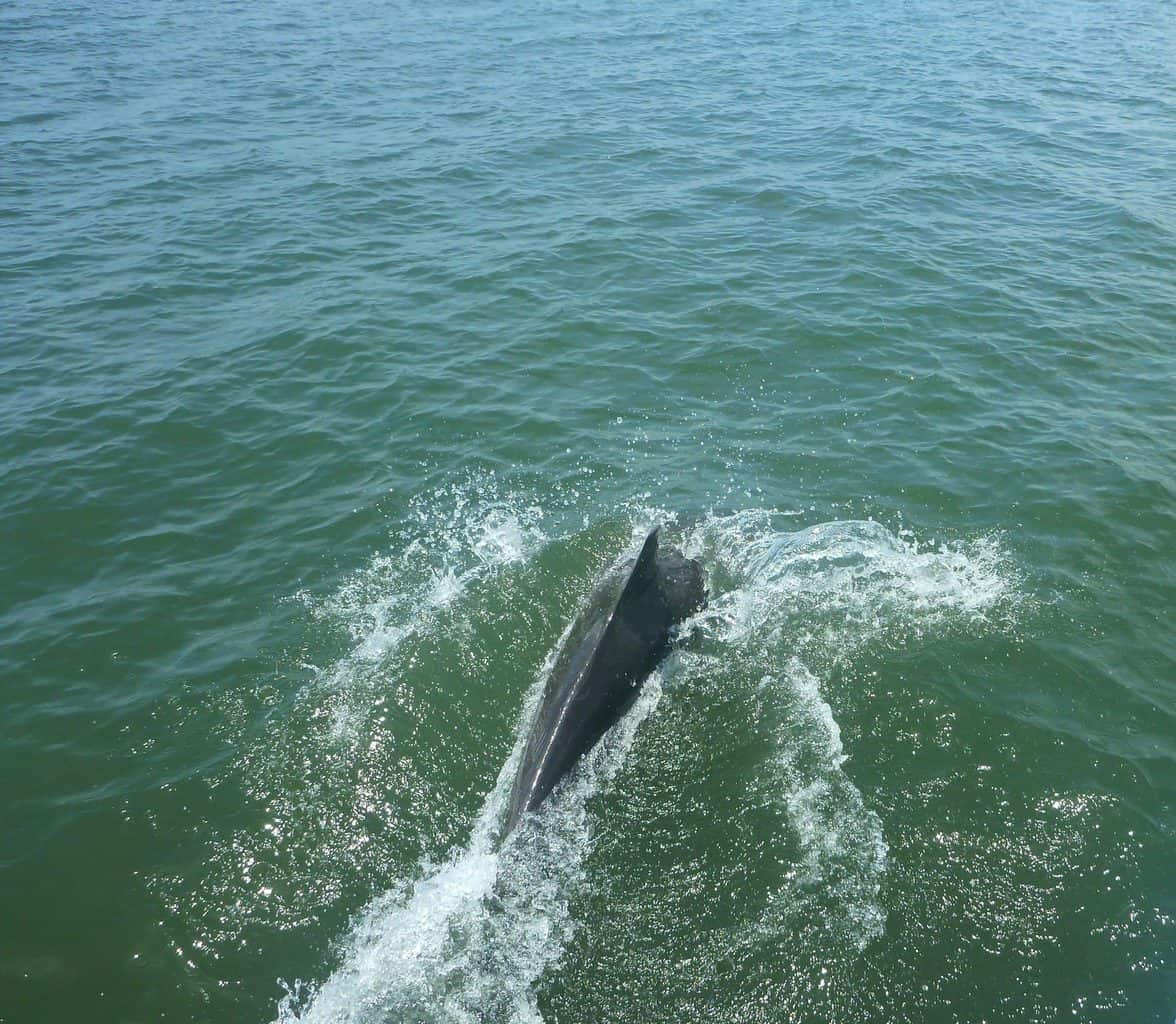 Whale Watching in Cebaco