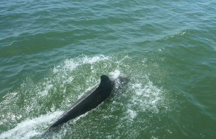 Chasing Dolphin in Panama