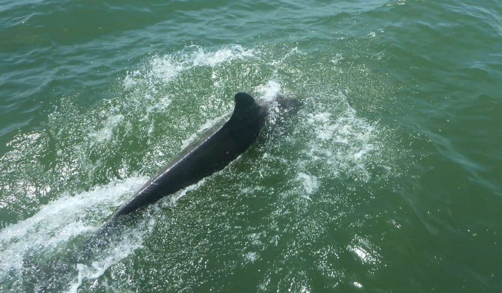 Chassing Dolphin in Panama