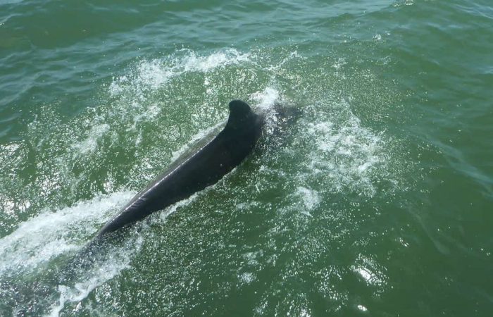 Chassing Dolphin in Panama