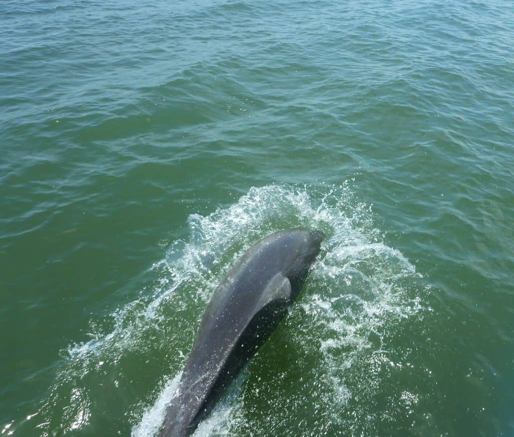 Atún aleta amarilla pescado cerca de Isla Cébaco, Panamá