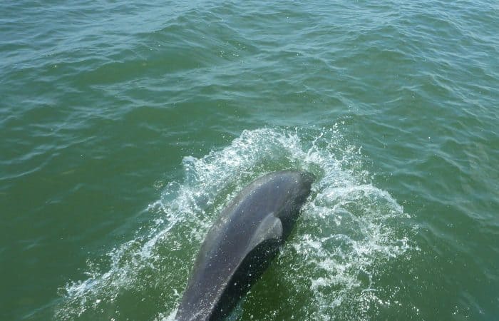 Dolphin Watching Cebaco - Panama