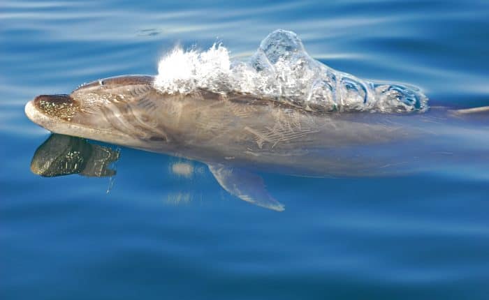 Dolphin and Whale Watching in Panama